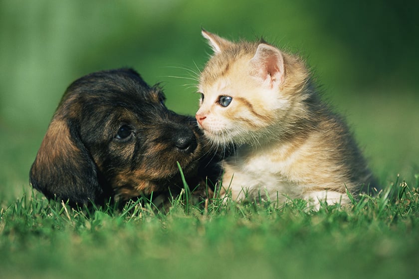 щенок и котенок играют в траве